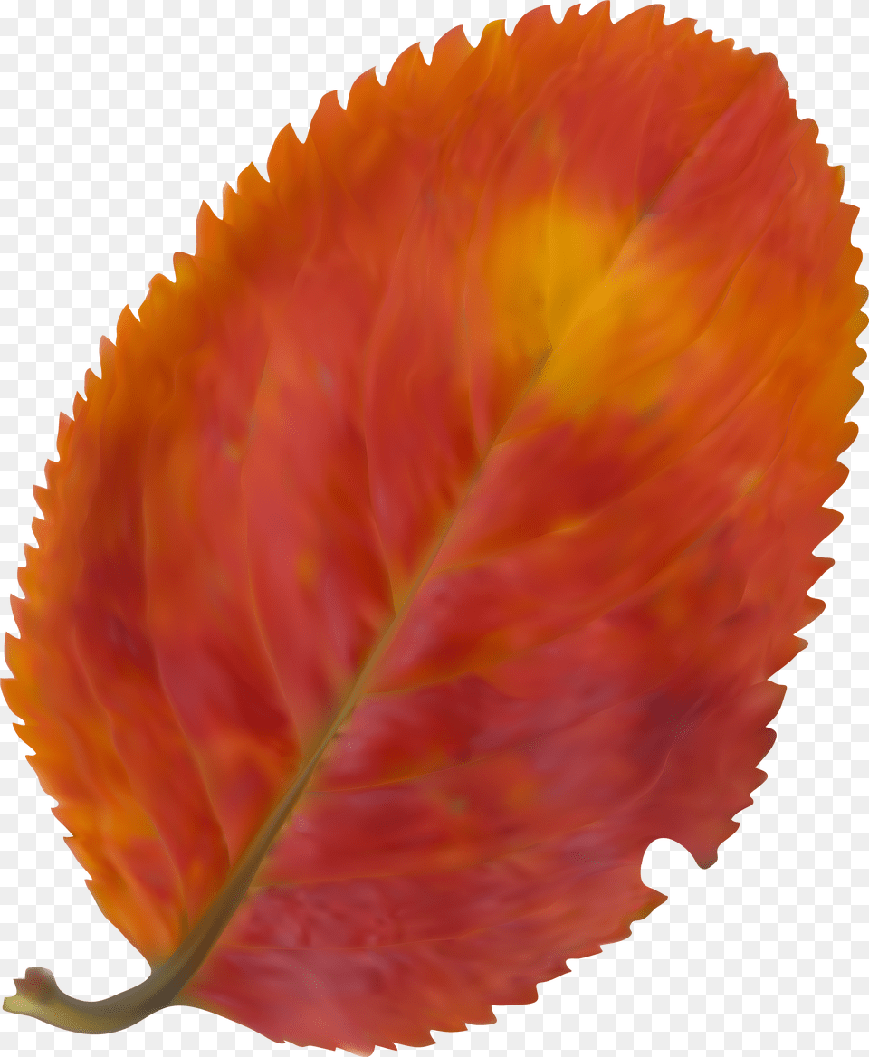 Beautiful Leaf Png Image