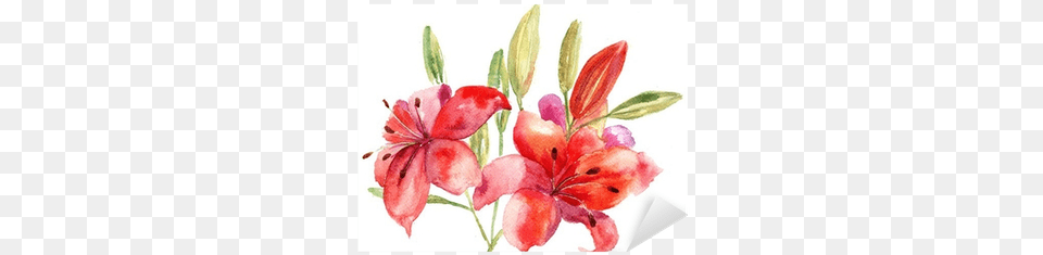 Beautiful Lily Flowers Watercolor Illustration Sticker Designart Lily Flowers Illustration Floral Art, Flower, Plant, Petal Png