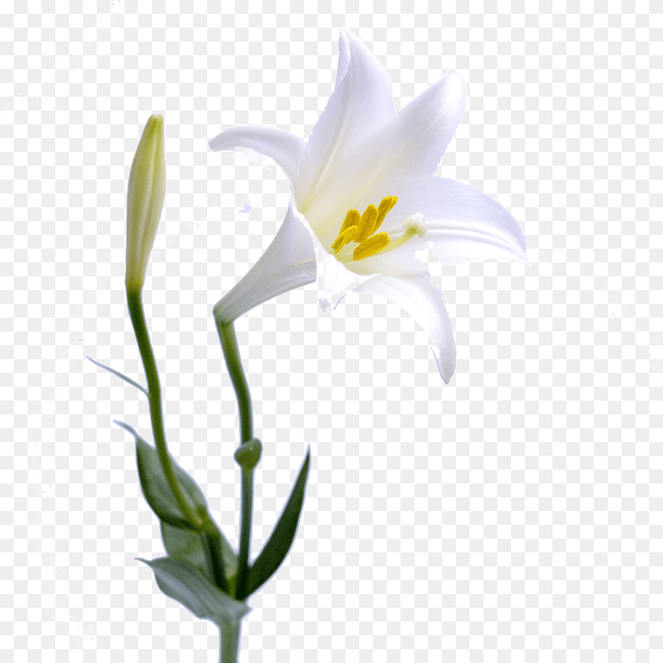 Beautiful Lily Free Download Vector, Flower, Plant Png