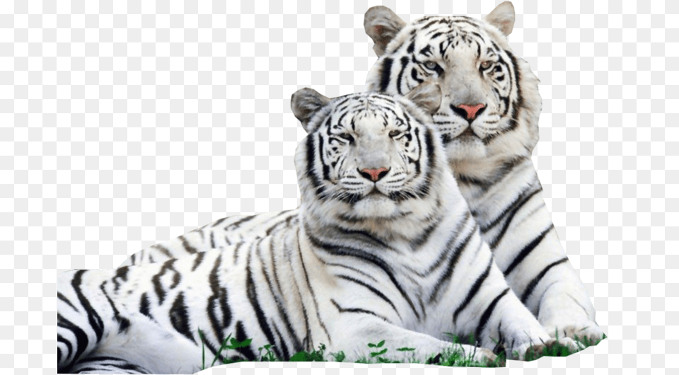 Beautiful Lion And Tiger, Animal, Mammal, Wildlife Free Transparent Png