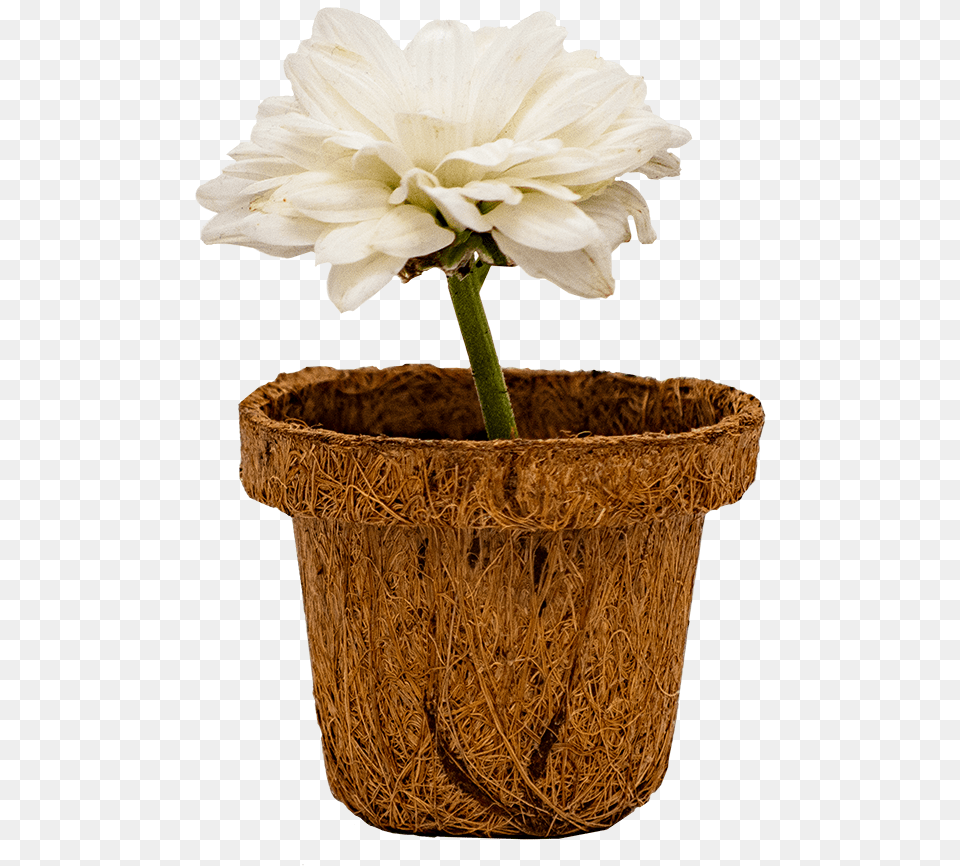 Beautiful Little Pot Flowerpot, Potted Plant, Plant, Daisy, Flower Png