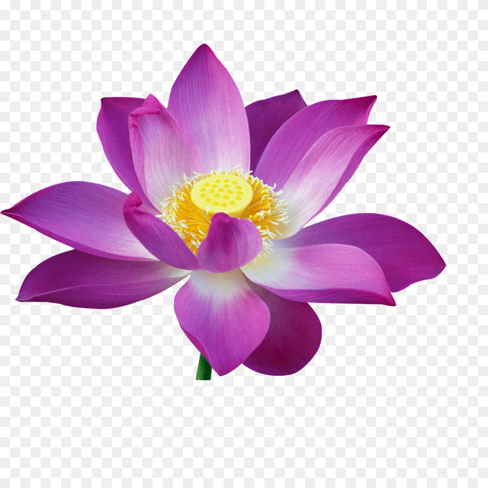 Beautiful Lotus Flower Download Amp Vector, Dahlia, Plant, Lily, Pond Lily Free Transparent Png