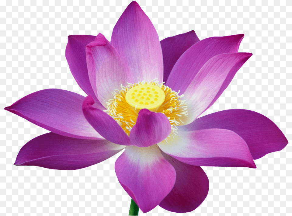 Beautiful Lotus Flower Imagens Da Flor De Lotus, Plant, Petal, Lily, Pond Lily Free Png