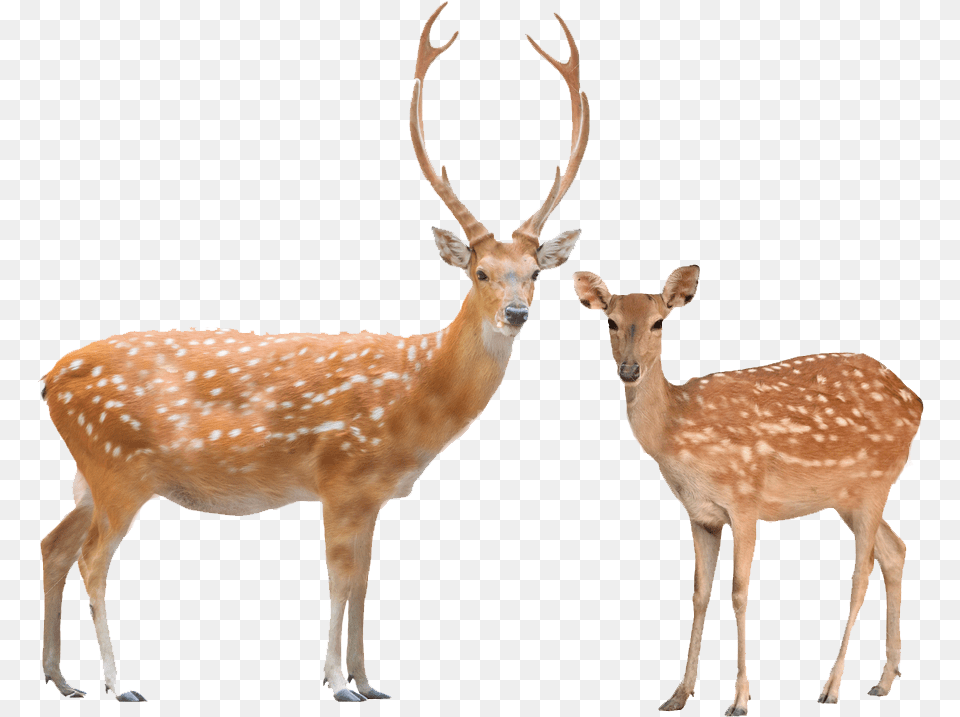 Beautiful Male And Female Of Animals, Animal, Antelope, Deer, Mammal Free Png Download