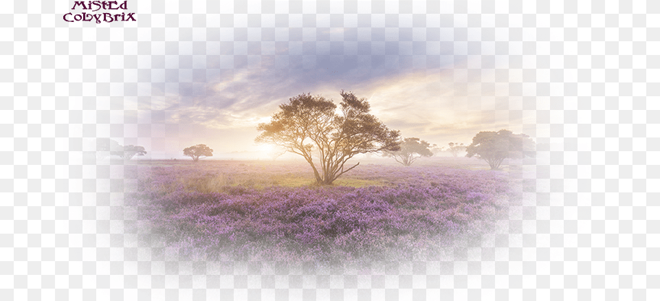 Beautiful Nature, Field, Outdoors, Grassland, Plant Png