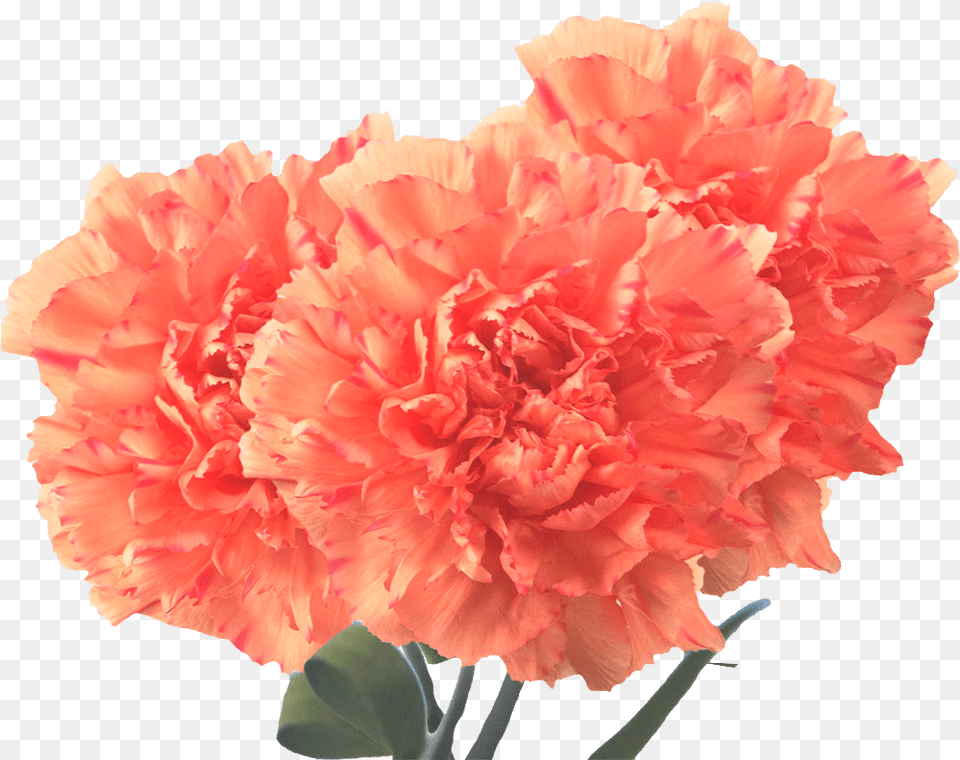 Beautiful Orange Carnation Flowers Carnation Flowers, Flower, Plant, Rose Png Image