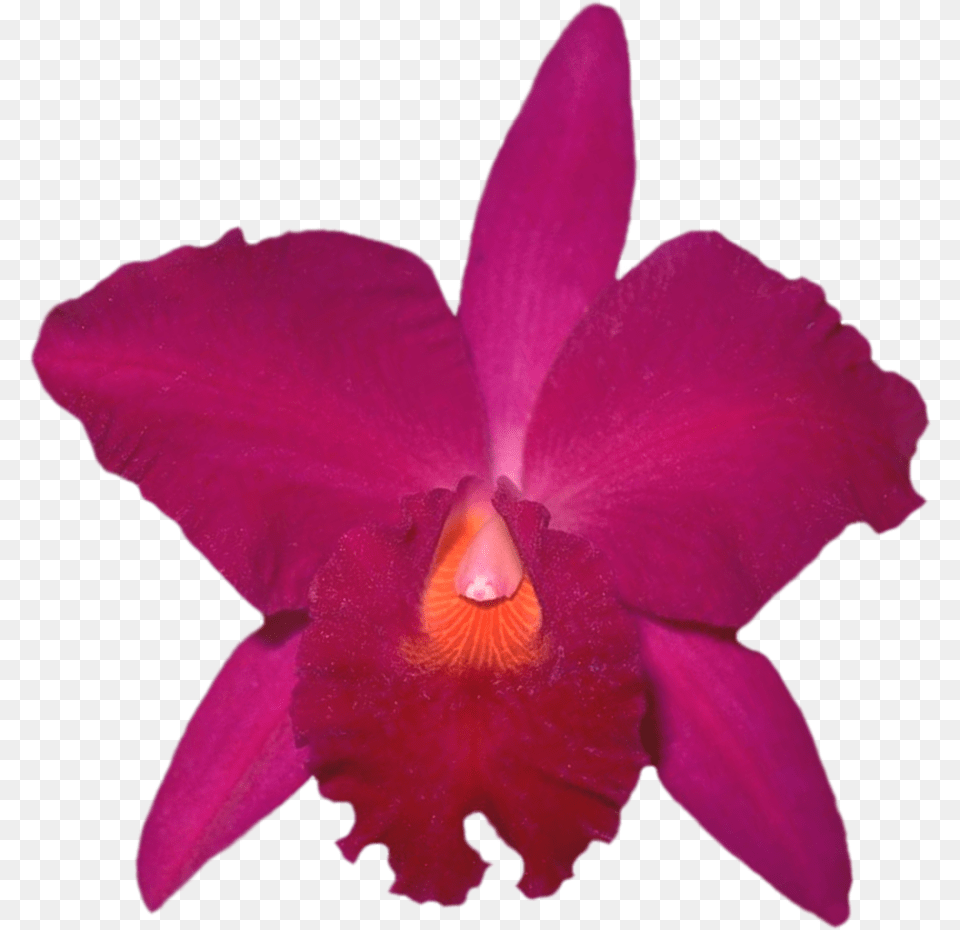 Beautiful Orchids Flower Clipart Laelia, Orchid, Plant, Rose, Petal Free Transparent Png