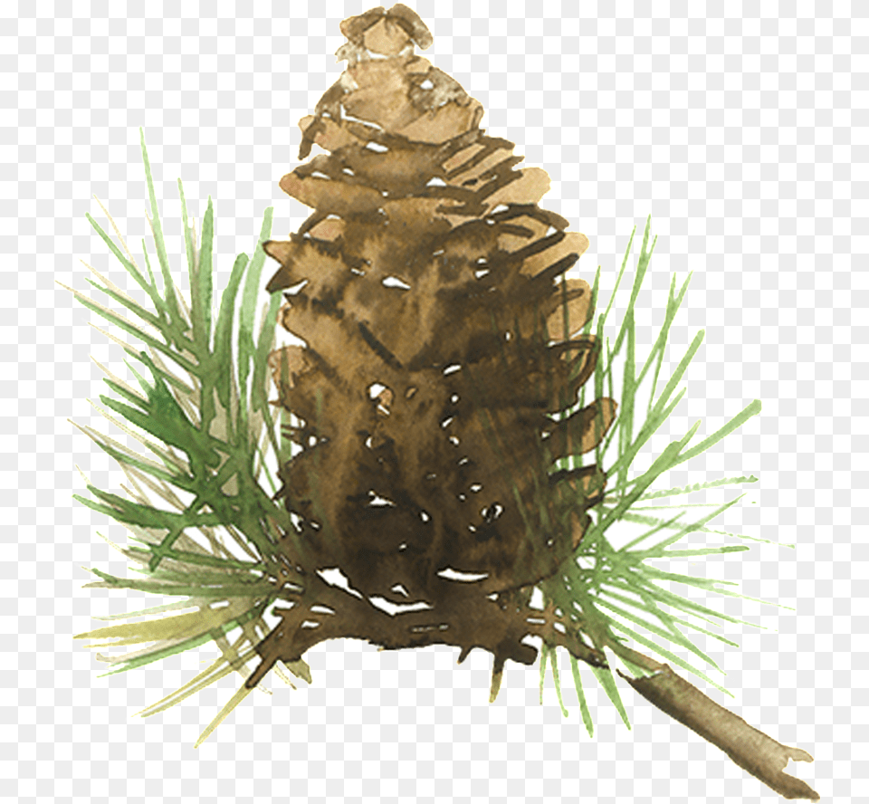Beautiful Painted Pine Needles Hd Watercolor Pine Cone, Conifer, Fir, Larch, Plant Png Image