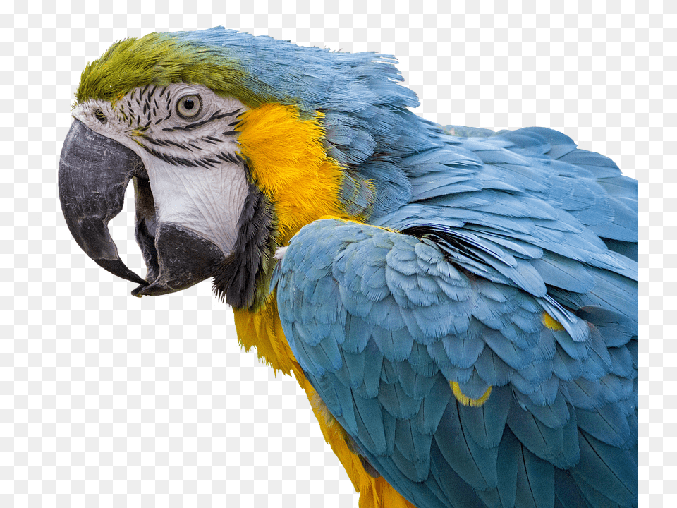 Beautiful Parrots, Animal, Bird, Macaw, Parrot Free Transparent Png