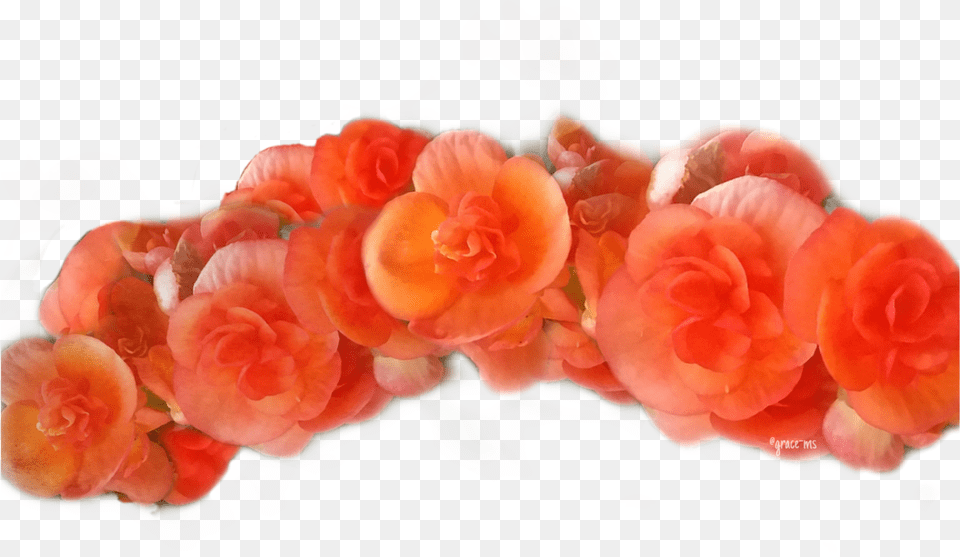 Beautiful Peach Flower Crown Orange Flower Crown Transparent, Flower Arrangement, Flower Bouquet, Plant, Rose Png