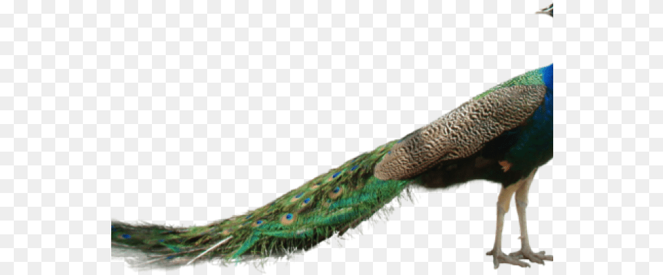 Beautiful Peacock, Animal, Bird Free Png Download