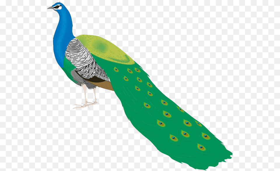 Beautiful Peacock Images For Drawing, Animal, Bird Png