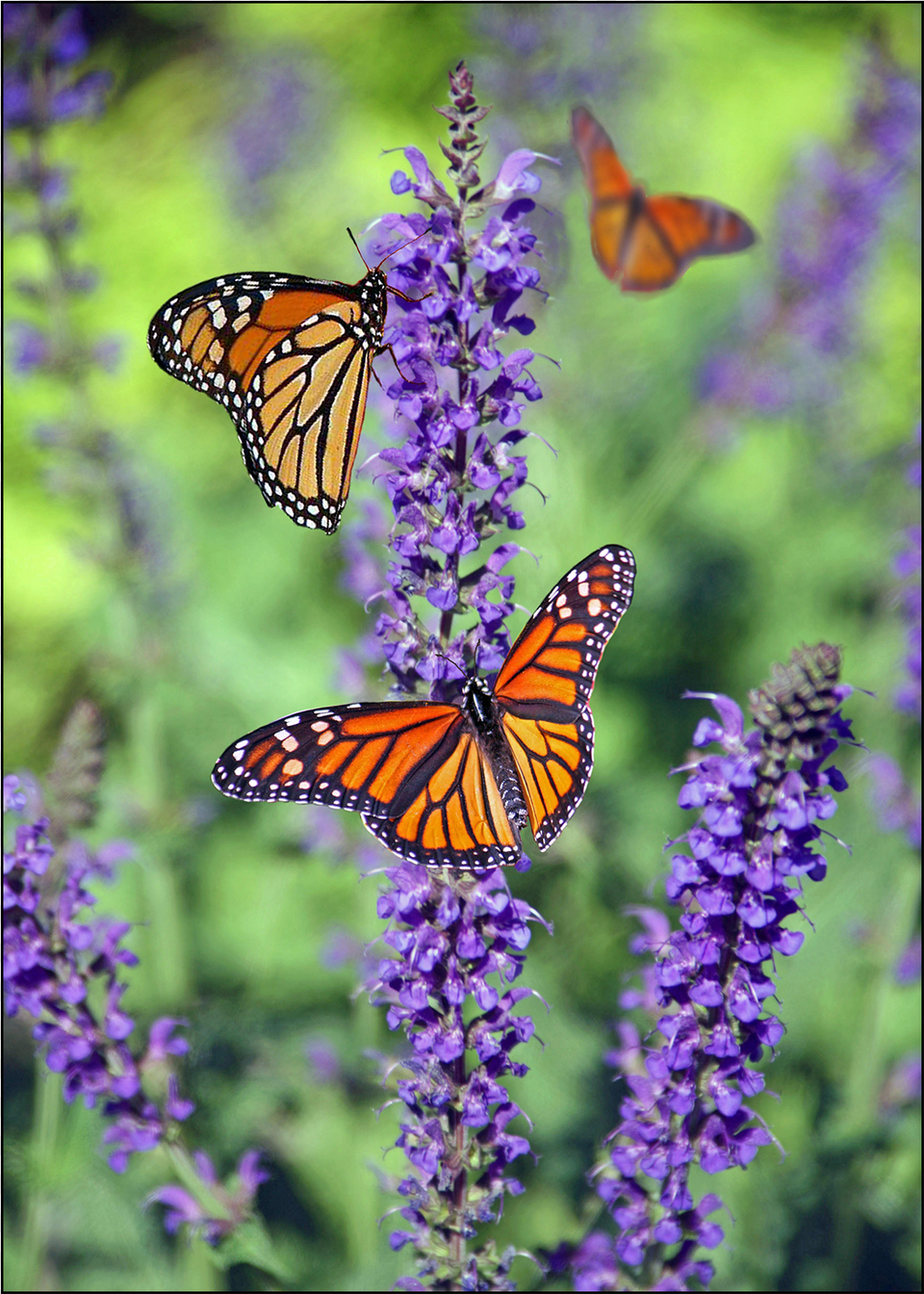 Beautiful Photographs Of Butterflies, Purple, Flower, Plant, Animal Free Transparent Png