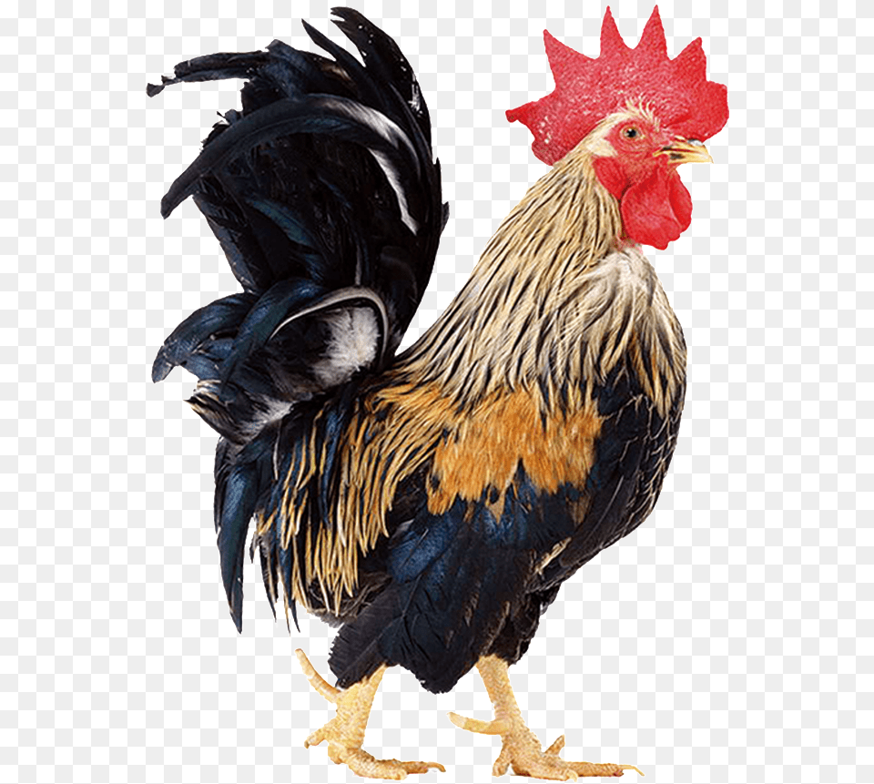 Beautiful Physical Chick Static Cock, Animal, Bird, Chicken, Fowl Png Image