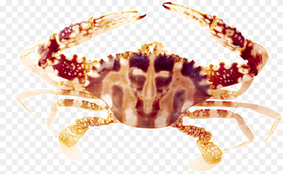 Beautiful Physical Marine, Food, Seafood, Animal, Crab Png