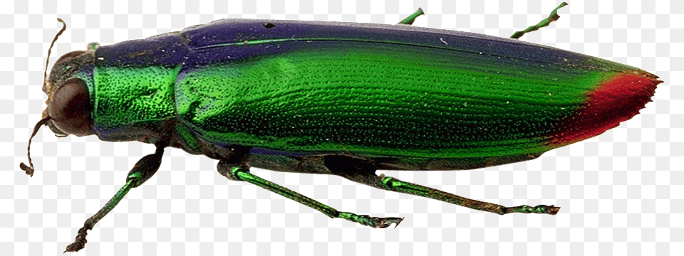 Beautiful Physical Pattern Insect Weevil, Animal, Invertebrate Free Png Download