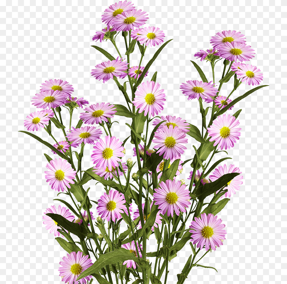 Beautiful Pink Aster Flowers Alpine Aster, Daisy, Flower, Plant, Flower Arrangement Free Transparent Png