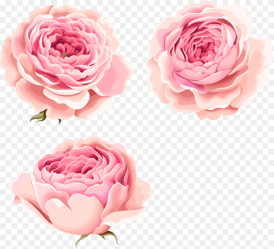 Beautiful Pink Flowers Peony Pink Peonies Watercolor, Flower, Petal, Plant, Rose Free Transparent Png