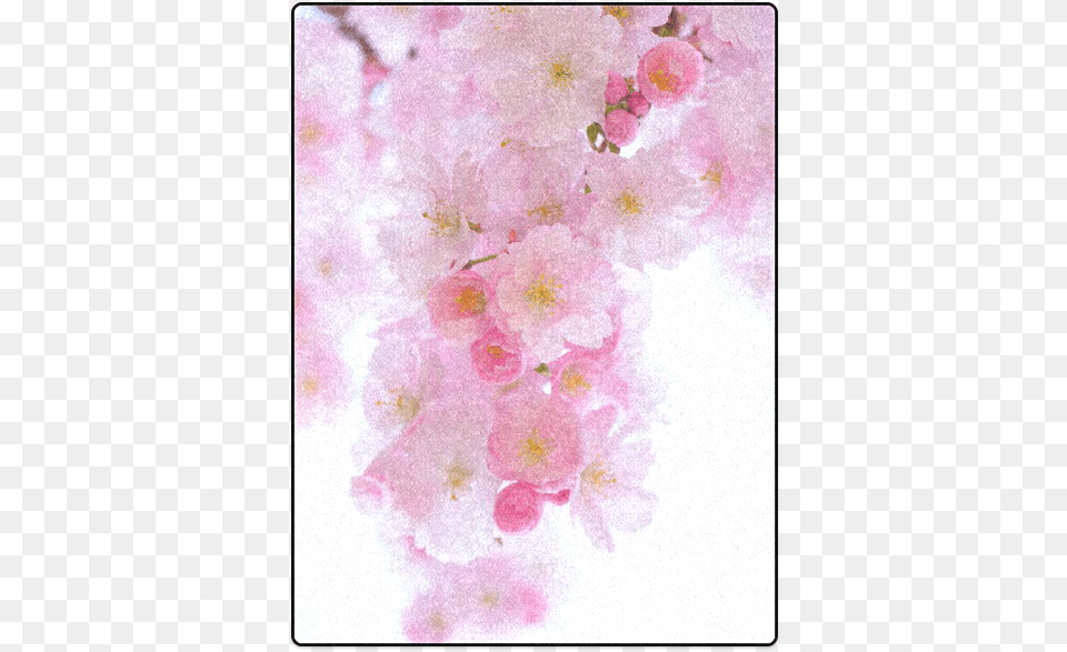 Beautiful Pink Japanese Cherry Tree Blossom Blanket Id Girly, Flower, Plant, Cherry Blossom, Petal Free Png