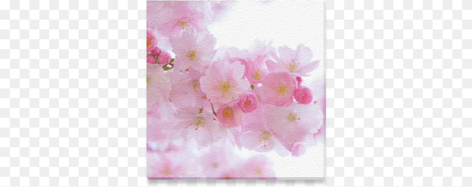 Beautiful Pink Japanese Cherry Tree Blossom Canvas Cherry Blossom, Flower, Petal, Plant, Cherry Blossom Free Png