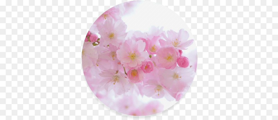 Beautiful Pink Japanese Cherry Tree Blossoms Round Cherry Blossom, Flower, Petal, Plant, Cherry Blossom Png