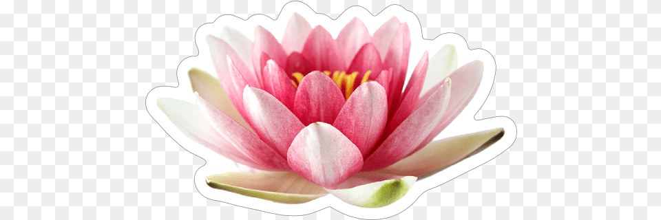 Beautiful Pink Lotus Flower Sticker Sacred Lotus, Dahlia, Petal, Plant, Lily Png Image