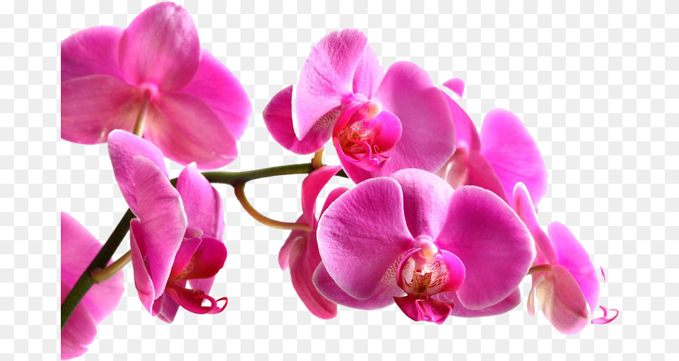 Beautiful Pink Orchid, Flower, Plant, Petal Png