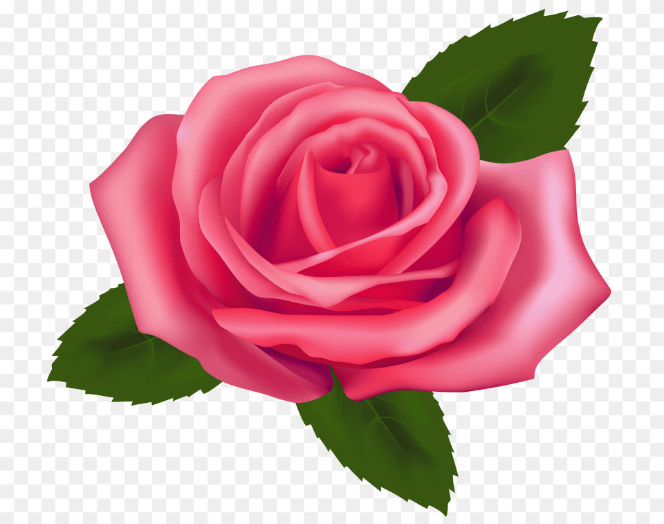 Beautiful Pink Rose, Flower, Plant Png Image