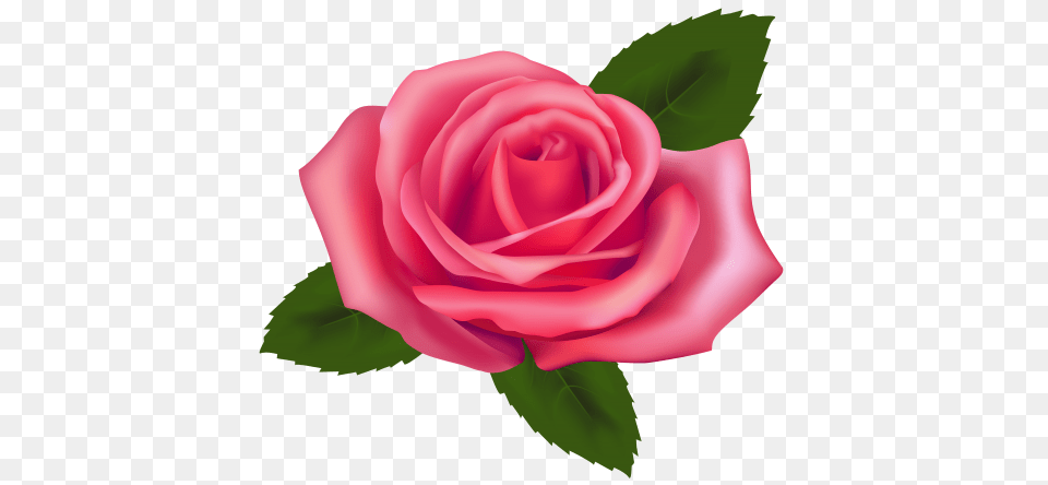 Beautiful Pink Rose Clipart, Flower, Plant Free Png