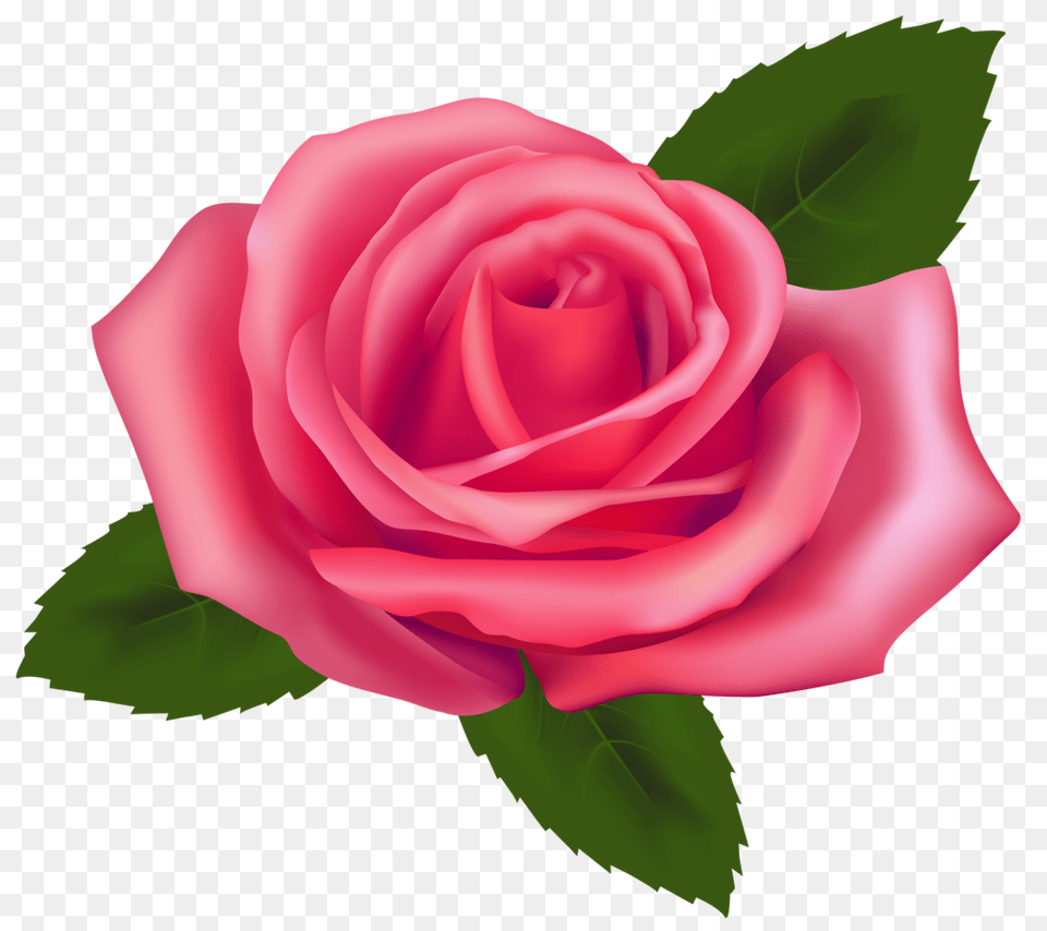 Beautiful Pink Rose Clipart, Flower, Plant Free Transparent Png