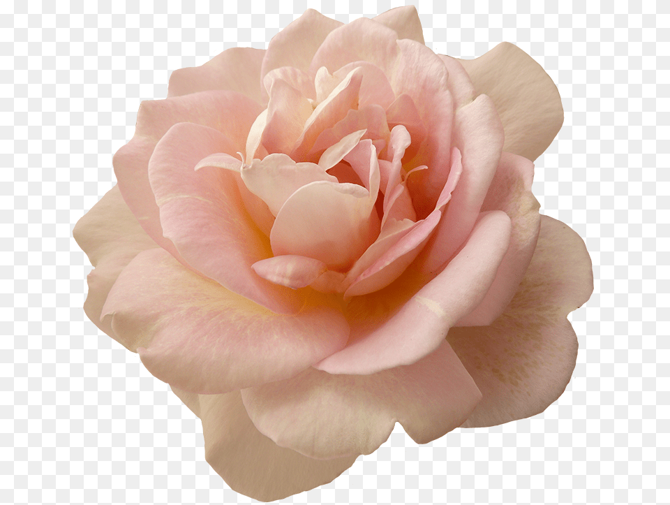 Beautiful Pink Rose Flower Roses, Petal, Plant Free Transparent Png
