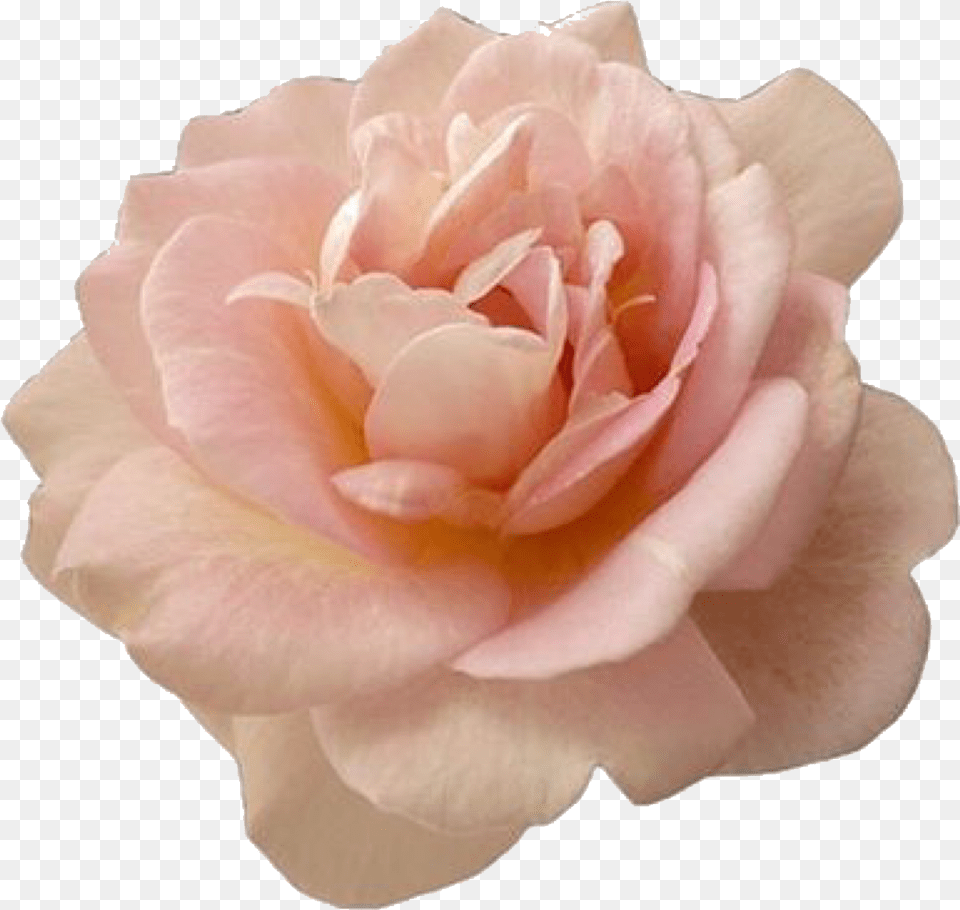 Beautiful Pink Rose Flower Transparent Pink Flower, Petal, Plant Png Image