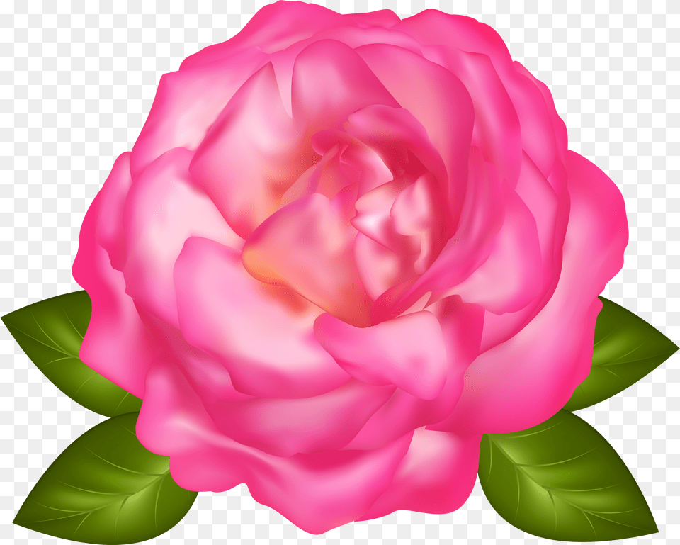 Beautiful Pink Rose Transparent Image Free Png Download