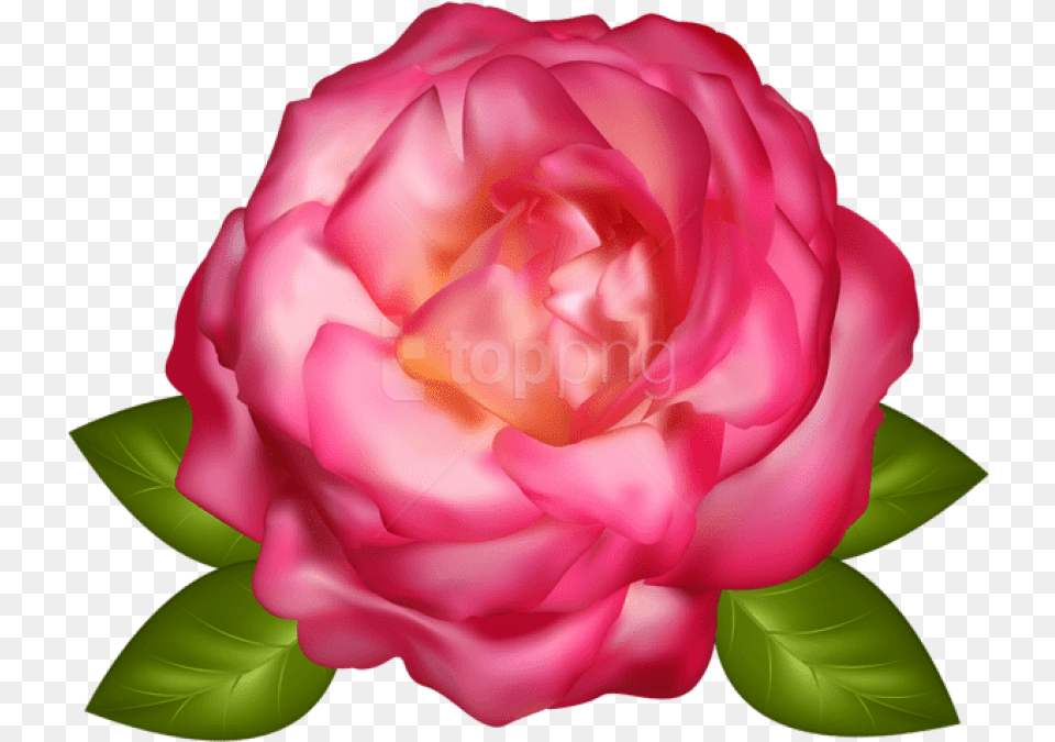 Beautiful Pink Rose Transparent Rosa Em Transparente, Flower, Plant, Petal, Peony Free Png Download