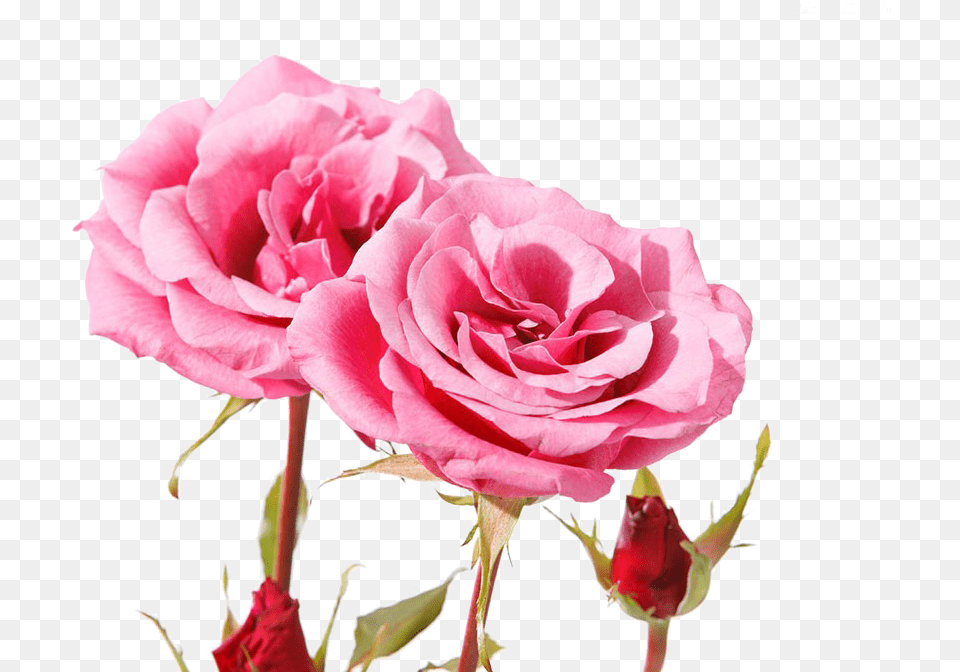 Beautiful Pink Roses Beautiful Pink Rose Flowers Hd, Flower, Plant, Petal Free Png