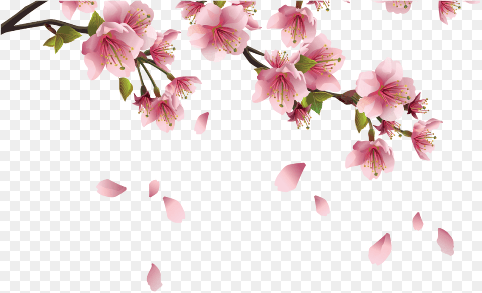 Beautiful Pink Spring Branch With Falling Petals Cherry Blossom Drawing, Flower, Petal, Plant, Geranium Free Png