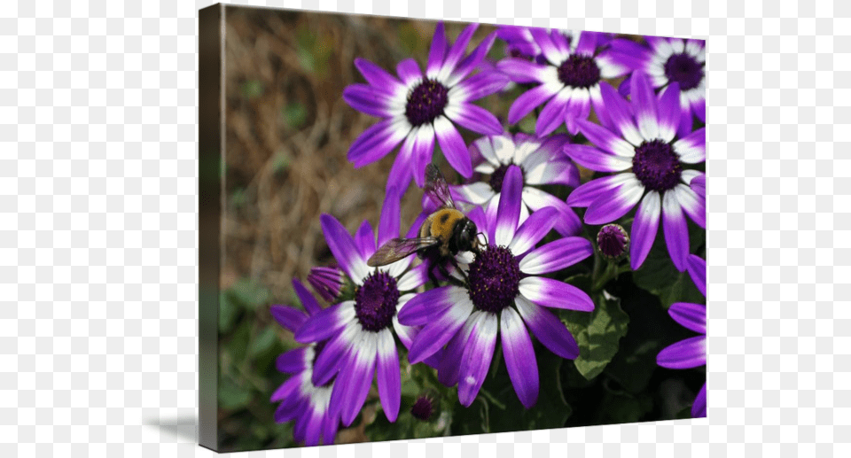 Beautiful Purple Daisy African Daisy, Anemone, Plant, Petal, Invertebrate Free Png