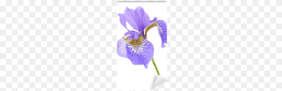 Beautiful Purple Iris On White Background Wall Mural Recherche Operationnelle Tome 1 Methodes, Flower, Petal, Plant, Person Png