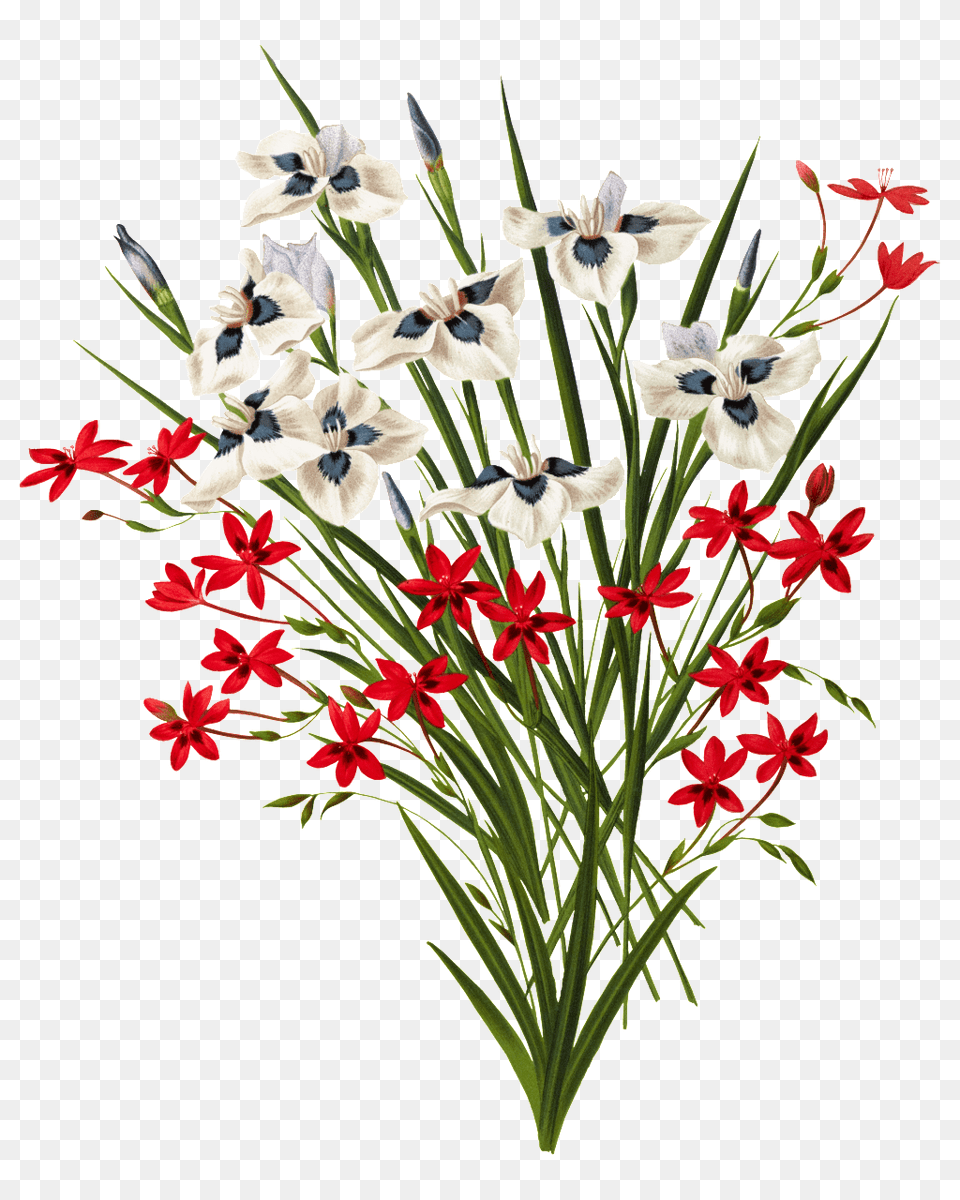Beautiful Red And White Blooming Flowers, Art, Floral Design, Flower, Flower Arrangement Png