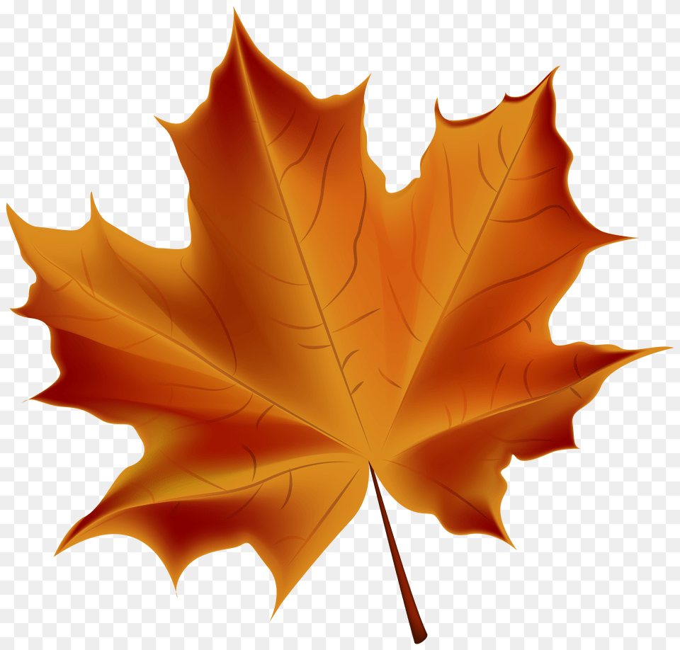 Beautiful Red Autumn Leaf Clip Art Free Transparent Png