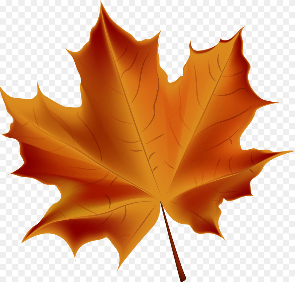 Beautiful Red Autumn Leaf Transparent Clip Art Autumn Leaf No Background Png