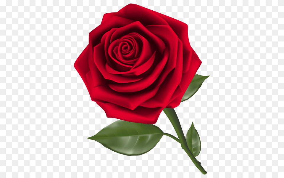 Beautiful Red Rose, Flower, Plant Free Png Download