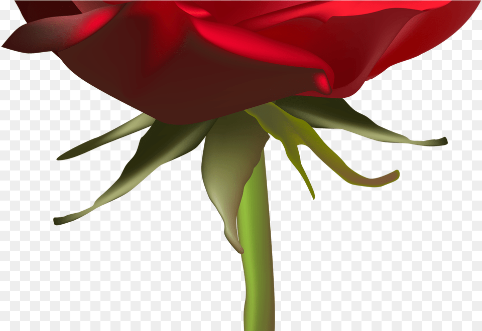 Beautiful Red Rose Clip Art Image Gallery Yopriceville Rose, Flower, Plant, Petal Png