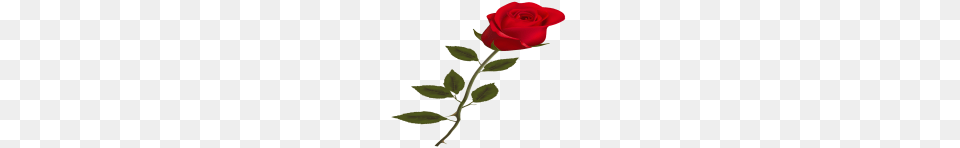 Beautiful Red Rose Clipart, Flower, Plant Png Image