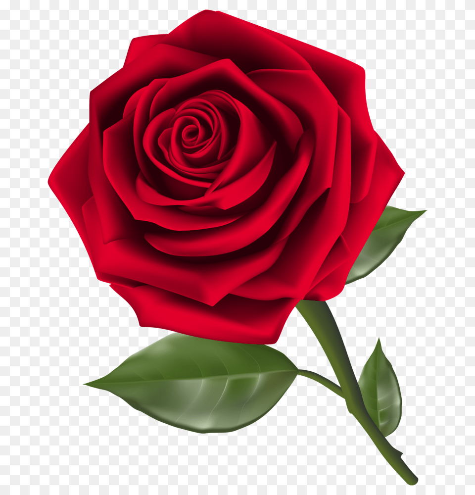 Beautiful Red Rose Clipart, Flower, Plant Free Png Download