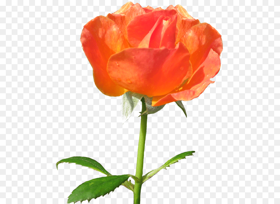 Beautiful Rose Clipart Garden Roses, Flower, Plant, Petal Free Transparent Png