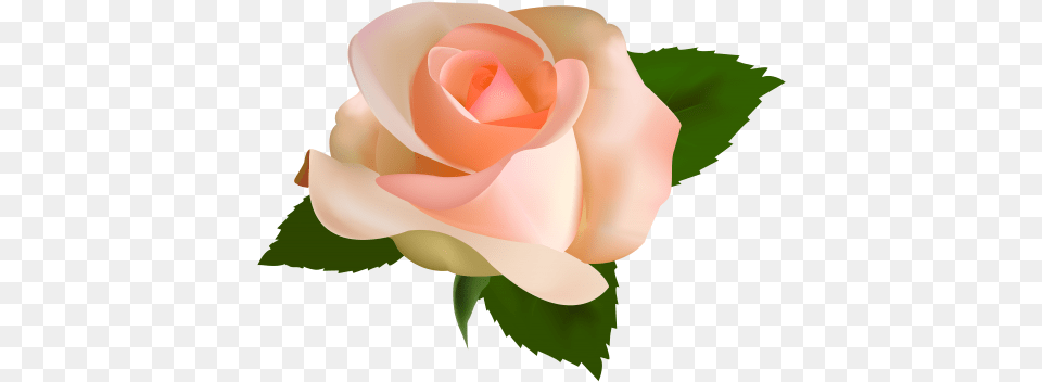 Beautiful Rose Clipart Peach Rose Clip Art, Flower, Plant, Petal, Baby Free Png Download