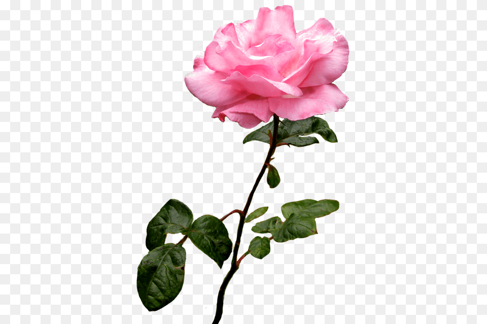 Beautiful Rose Clipart Pink Rose Clip Art, Flower, Geranium, Plant, Acanthaceae Free Transparent Png