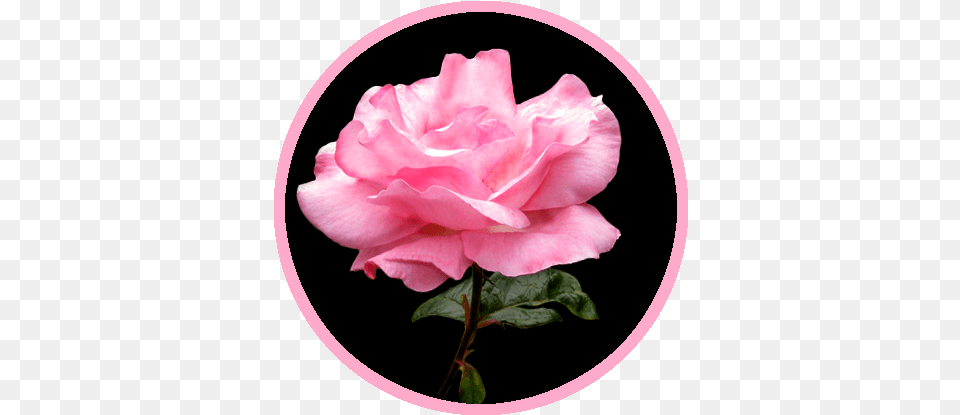 Beautiful Rose Clipart Rose Black And Pink Background, Flower, Plant, Petal Free Png