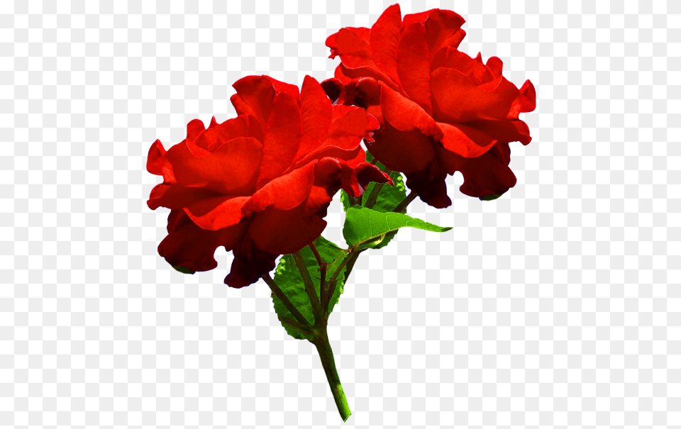 Beautiful Rose Clipart Two, Flower, Geranium, Plant, Petal Png Image